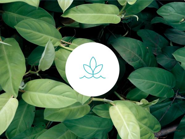 Nachhaltigkeitssymbol auf einem Foto mit Pflanzenblättern